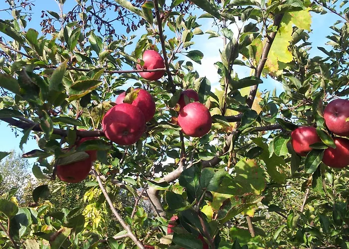 CirasellaetnaAgriturismo